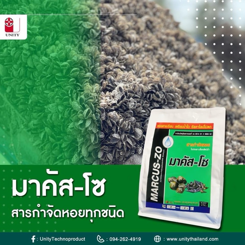มาคัส-โซ สารกำจัดหอย  หอยกะพัง หอยกะพง หอยเจดี ในบ่อเลี้ยงกุ้ง