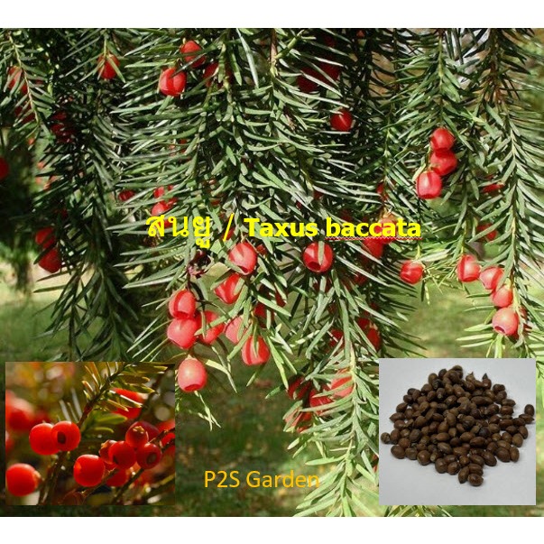 เมล็ดพันธุ์ สนยู สนยิว สนอังกฤษ Taxus Baccata / 5 เม็ด (Czech)