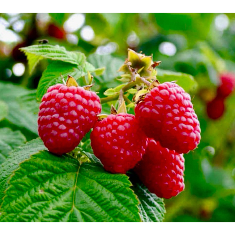 ต้นราสเบอร์รี่ สายพันธุ์คริมสัน Rasberry Crimson ลูกใหญ่ ผลดก มีกลิ่นเฉพาะตัว ความสูง30cmขึ้นไป ลำต้นแข็งแรงพร้อมปลูก