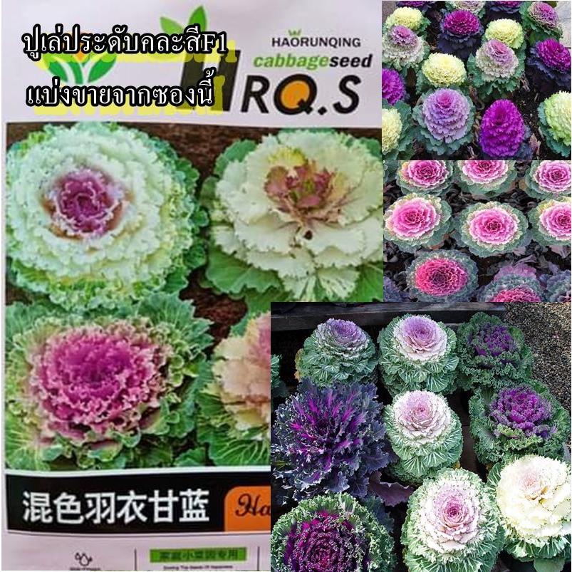 30+ เมล็ด เมล็ดปูเล่ประดับคละสีF1 (คละสี คละแบบ สีสันสวยงาม ปลูกประดับก็สวย ปลูกง่าย กินได้ เหมือนผักคะน้า)