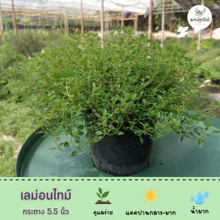 ต้นเลม่อนไทม์ Lemon Thyme #สมุนไพรฝรั่ง #กลิ่นหอม