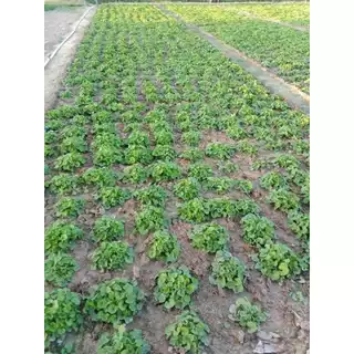 🍀🍀500เมล็ด/ซอง (ซื้อ 3ซอง แถม 1 ซอง) เมล็ดพันธุ์ใบบัวบกพันระยองกลาง (มีคุ่มือการเพาะปลูก)