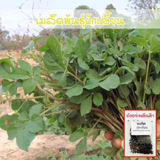 เมล็ดผักเสี้ยน 300-1000 เมล็ด ปลูกง่าย โตไวทนแล้ง [ซื้อ 10 แถม 1 คละได้ ]