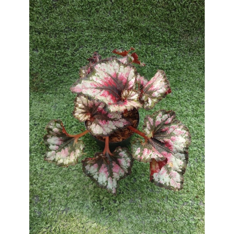 ต้นบีโกเนีย 'Royal Rubin '[Begonia Royal Rubin ] ไม้ในกระถาง3"