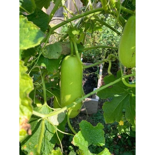 🌱เมล็ด แฟง 15 เมล็ด (ซื้อ5แถม1คละได้)