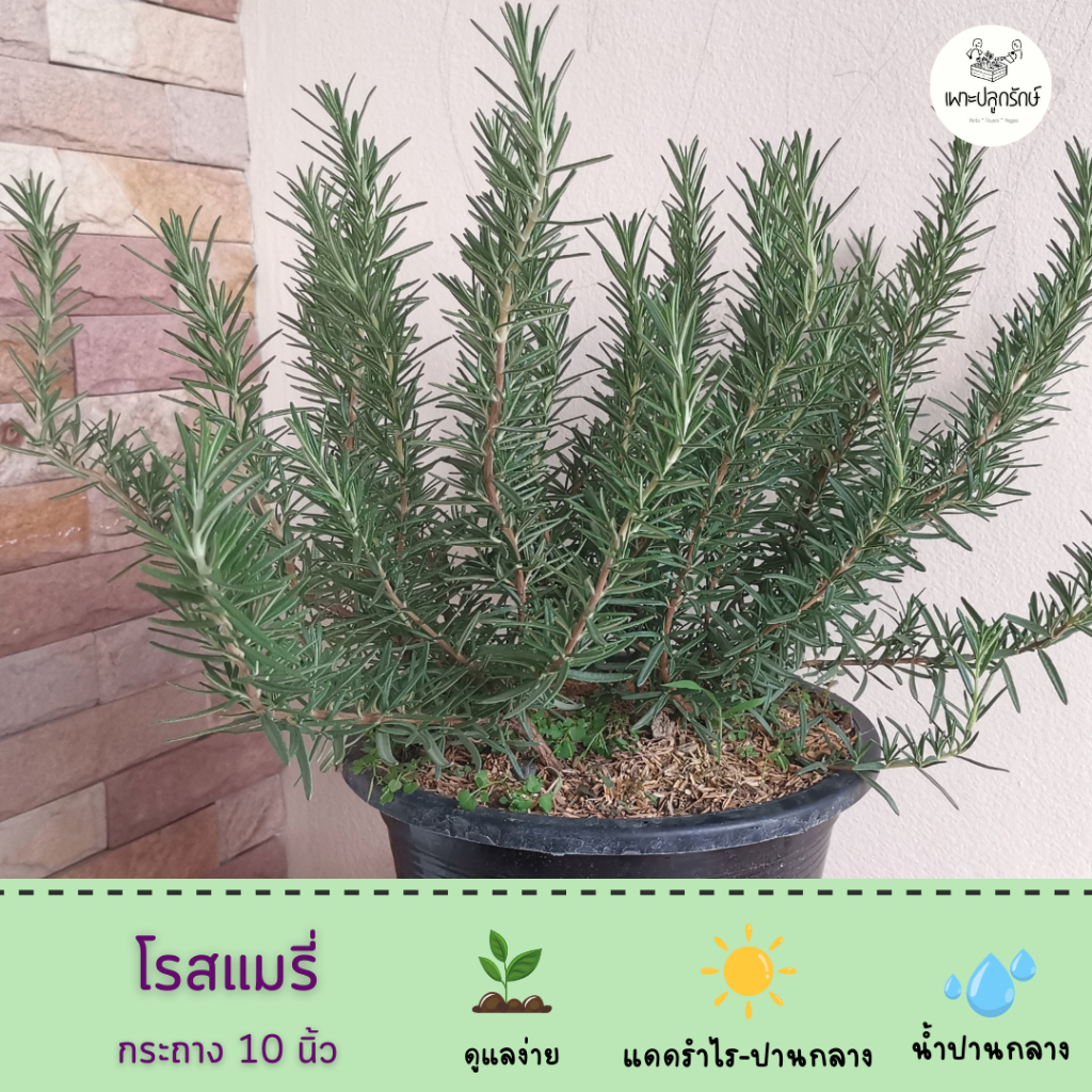 โรสแมรี่ ไซส์ใหญ่พิเศษ Rosemary ฺExtra Sizeต้นแข็งแรง อายุมากกว่า 1 ปี