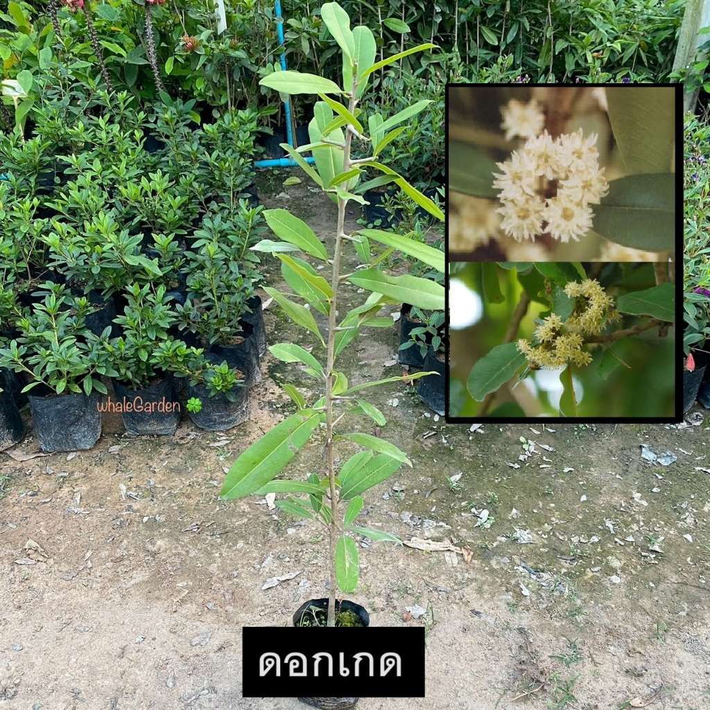 เกด ต้นเกด ดอกเกด กิ่งตอน (Milkey Tree) ดอกหอม ไม้มหามงคลแห่งความสุข (รับประกัน ส่งใหม่ฟรี หากสินค้าเเสียหาย!!)