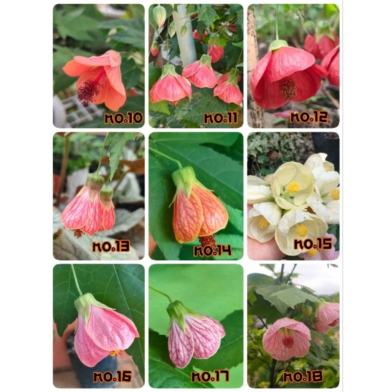 ต้นชบาโคมญี่ปุ่น ชบาโคมจีน ต้นชำพร้อมปลูก สูง 30-80 เซนติเมตร - รูปที่ 2