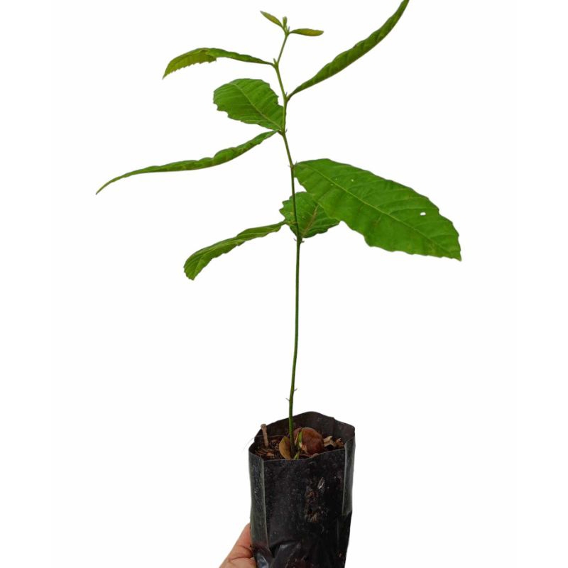 ต้นเกาลัดญี่ปุ่นแบบเพาะเมล็ดในถุง 4 * 7 นิ้วความสูงโดยประมาณ 30 cm