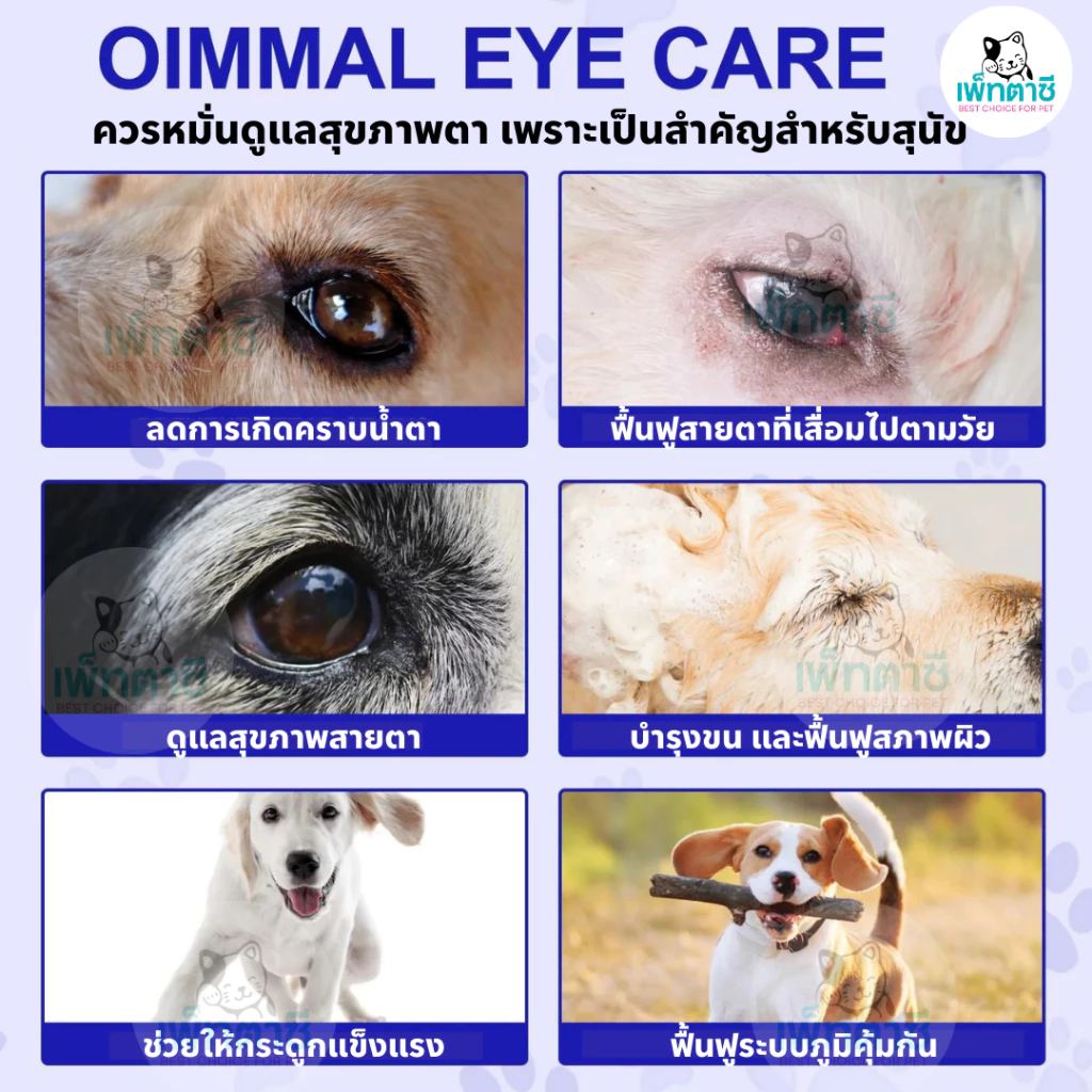 Oimmal Eye Care ดูแลสุขภาพตาสุนัข สูตรเม็ด ลดคราบน้ำตา บำรุงสายตา สายตาเสื่อมตามวัย วิตามินสุนัข thumbnail 4