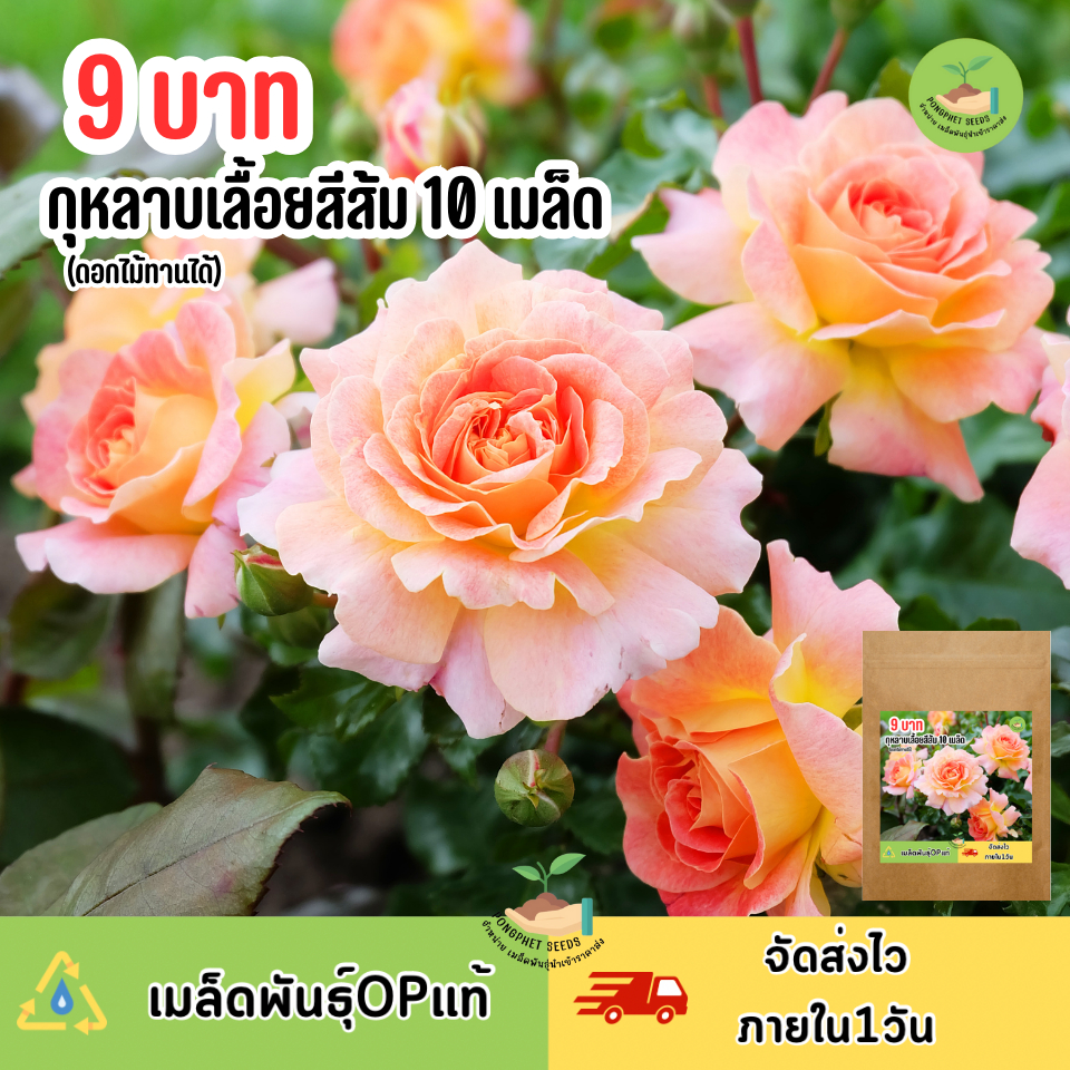 พิเศษ 9 บาท เมล็ดพันธุ์ดอกกุหลาบเลื้อยสีส้ม 10 เมล็ด
