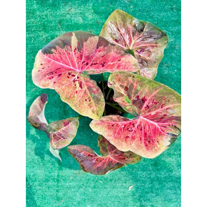 บอนสี เมืองนครชุม 🪴 ป้ายสวยๆ กระถาง 4 นิ้ว