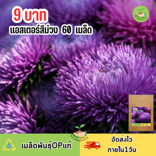 พิเศษ 9 บาท ดอกแอสเตอร์สีม่วง 60 เมล็ด