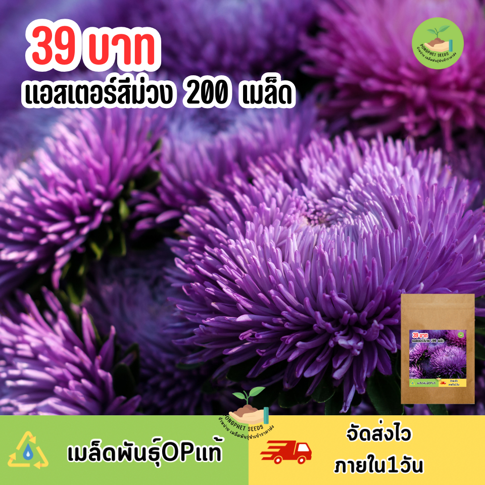 เมล็ดพันธุ์ดอกแอสเตอร์สีม่วง 200 เมล็ด