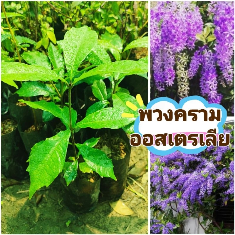 พวงครามออสเตรเลีย สีม่วงพันธุ์ช่อดอกใหญ่ ต้นพันธุ์เพาะเมล็ด ดอกดก ออกตลอดปี ต้นเเข็งเเรงพร้อมปลูก เสียหายยินดีเคลมฟรี