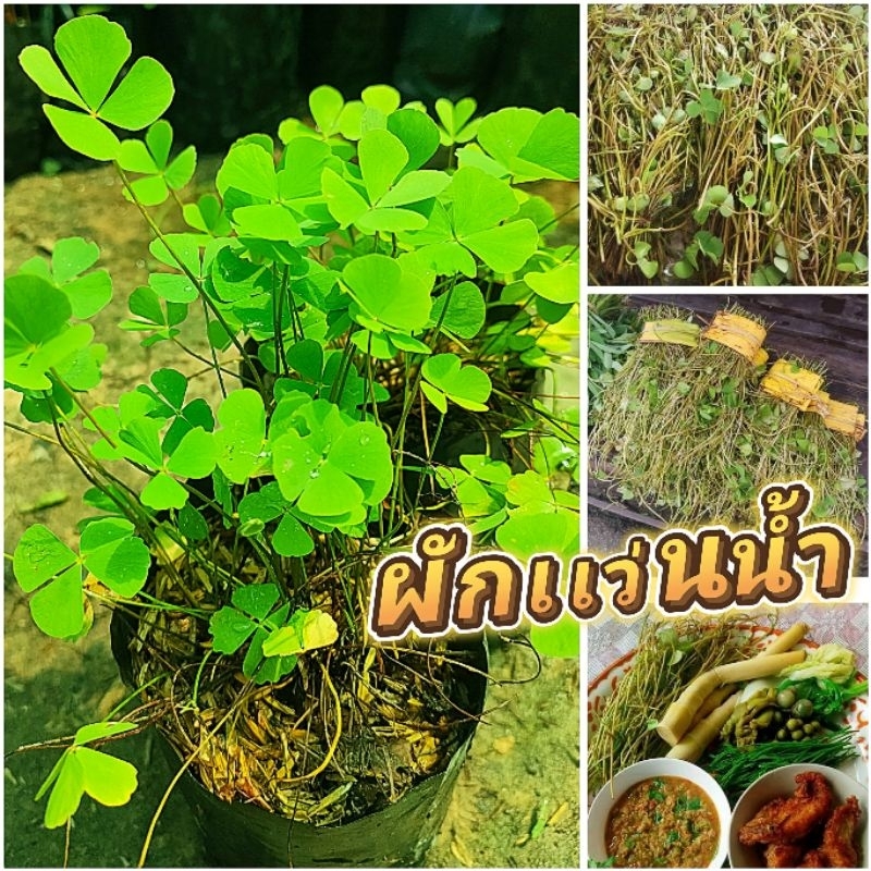 ผักเเว่นน้ำ ชำถุงพร้อมปลูก ผักพื้นบ้าน นิยมรับประทานยอดกับน้ำพริก ลาบ ก้อย สินค้าเสียหายยินดีเคลมฟรี