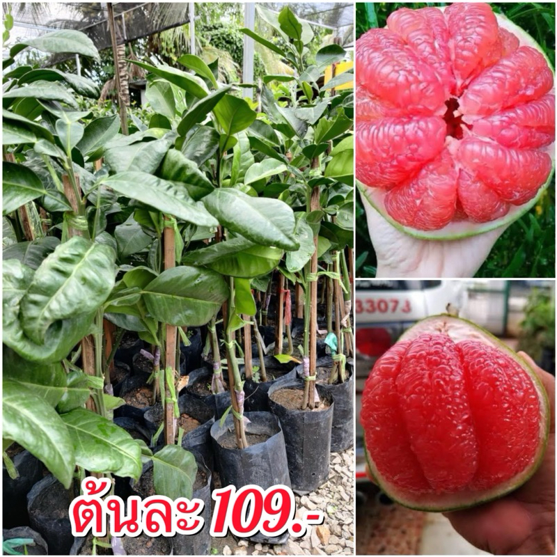 ต้นส้มโอทับทิมสยาม (ทาบกิ่ง) แท้ 100%