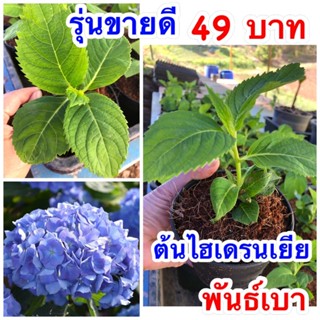 🌸 #ไฮเดรนเยีย หรือ Hydrangea macrophylla กระถาง 4 นิ้ว