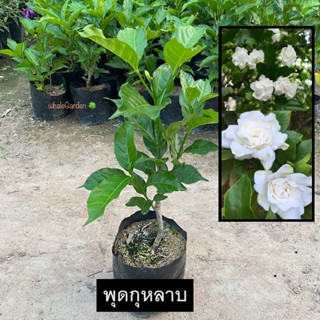 พุดกุหลาบ ต้นพุดกุหลาบ ดอกพุด กลีบดอกคล้ายกุลาบ ดอกสีขาว มีก…