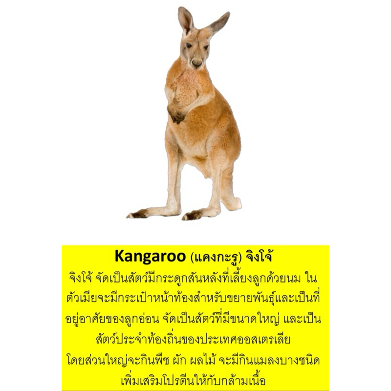 !!!โมเดลสัตว์เสมือนจริง แถมการ์ดงานลิขสิทธิ์ร้านมาพร้อมกล่องอย่างดี งานดีที่สุด 26 ตัวสวยๆ - รูปที่ 7