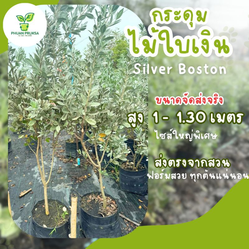 ต้นกระดุมใบเงิน ไซส์สูง1.1-1.2ฟอร์มพุ่มใหญ่