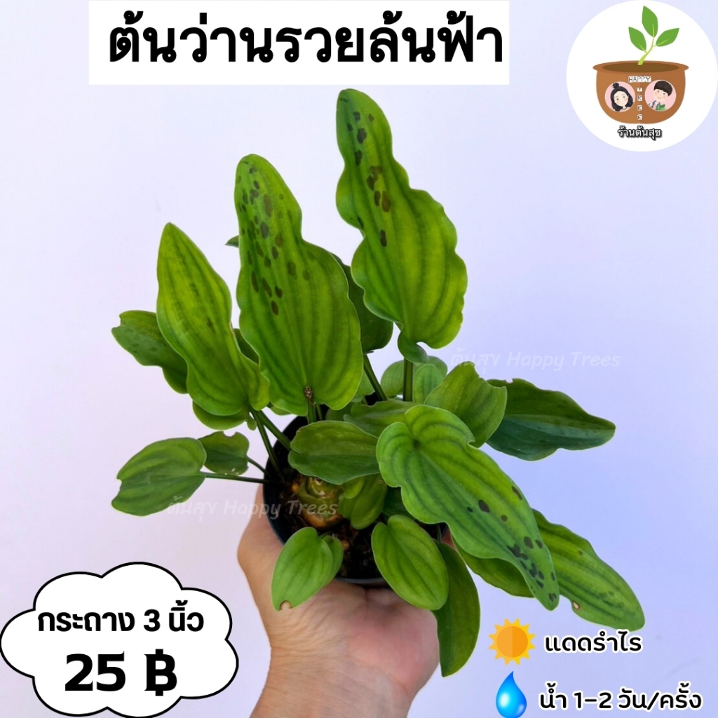 ต้นว่านรวยล้นฟ้า จัดส่ง 2 ต้นขึ้นไป คละแบบได้