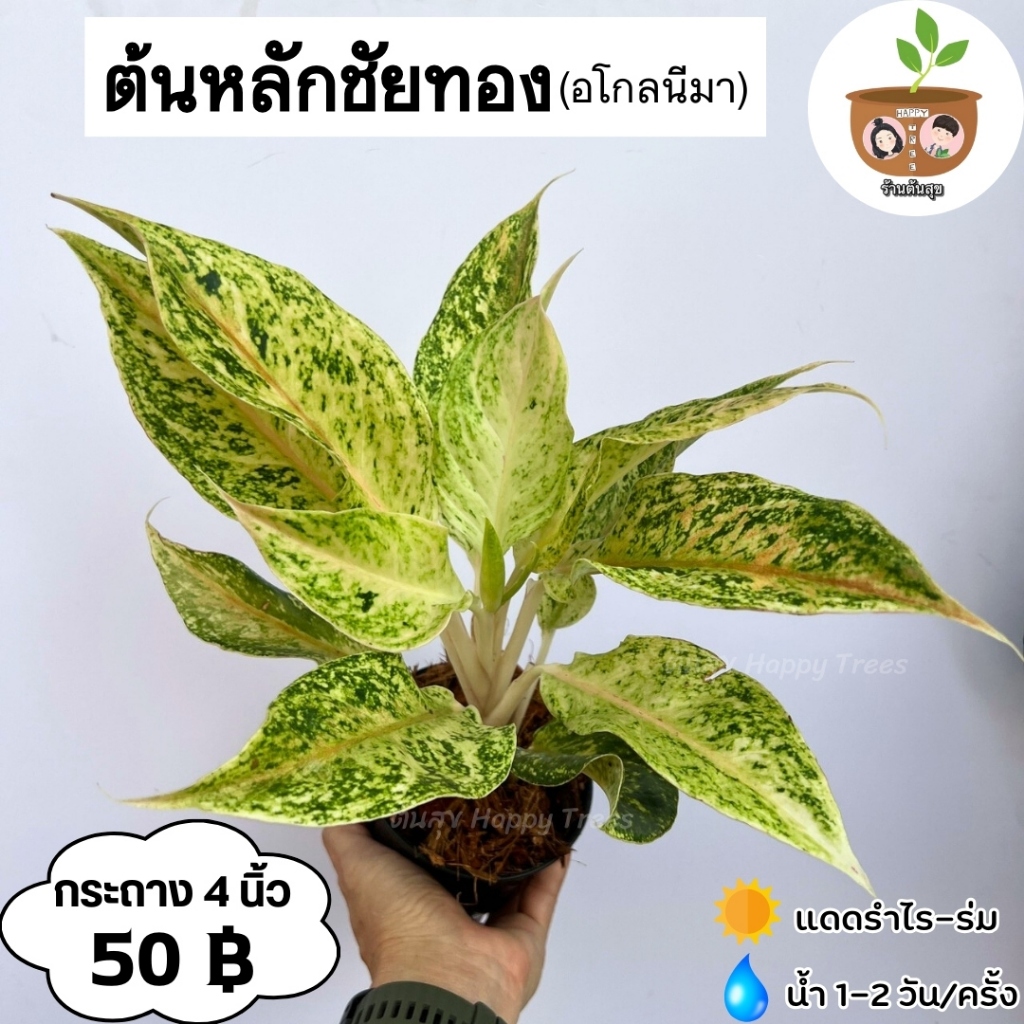 ต้นหลักชัยทอง กระถาง 4 นิ้ว จัดส่ง 2 ต้นขึ้นไป คละแบบได้