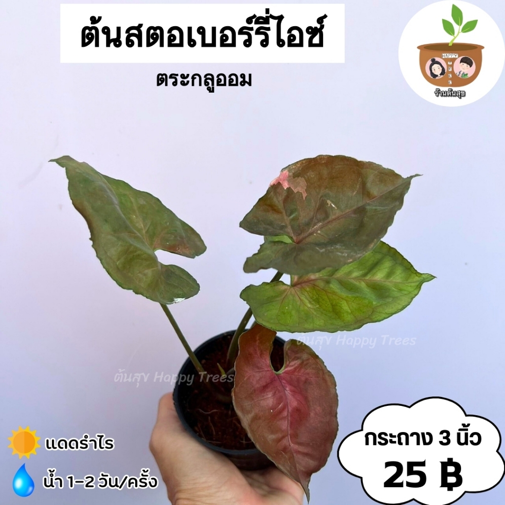 ต้นสตอเบอร์รี่ไอซ์ ตระกูลออม จัดส่ง 2 ต้นขึ้นไป คละแบบได้