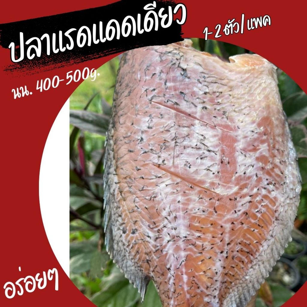 ปลาแรดแดดเดียว จัมโบ้ อร่อยเนื้อเยอะ ปลอดภัยไม่มีสารกันเสีย (นน.400-500g.)/แพค ขนาด 1-2 ตัว