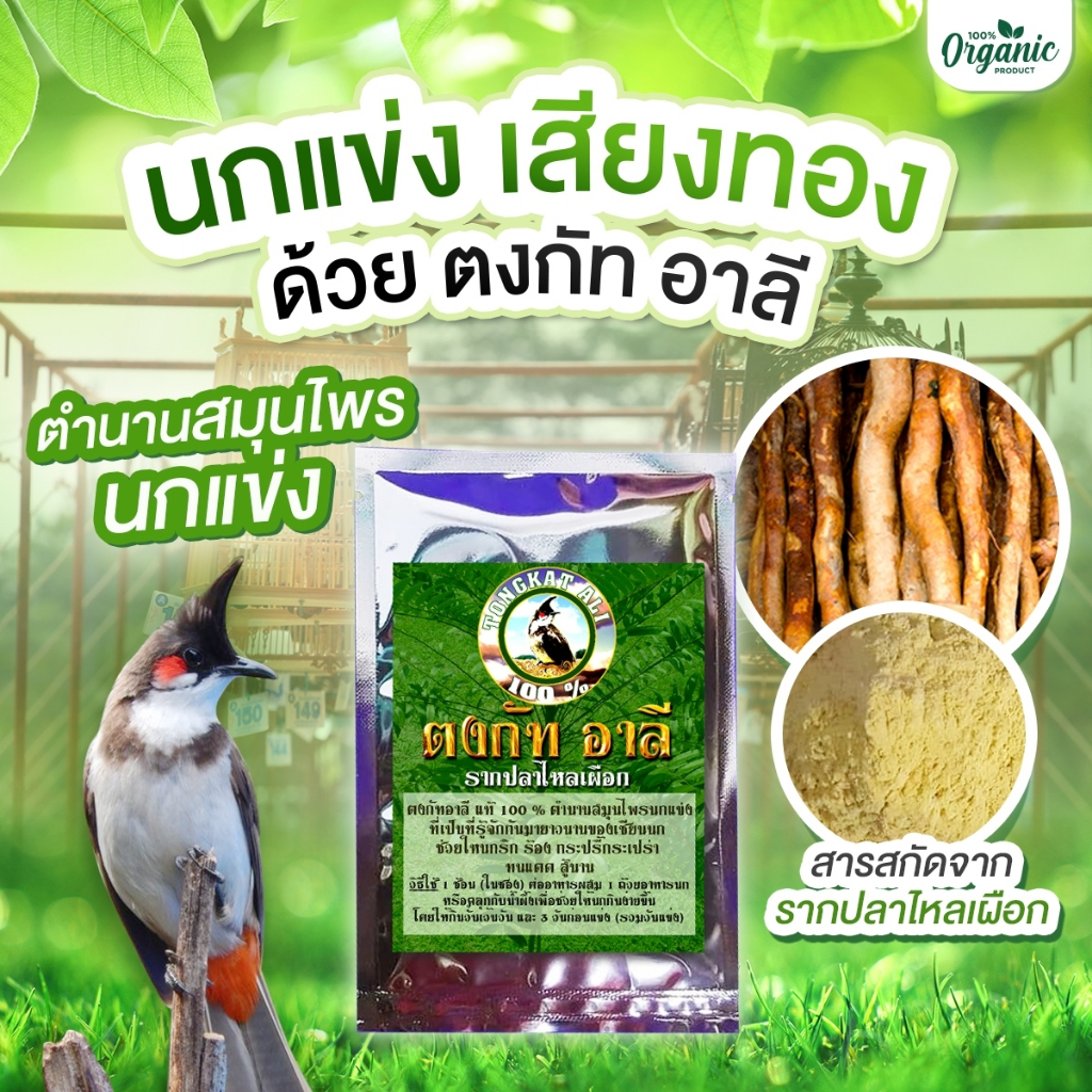 ผงรากปลาไหลเผือก แท้ 100% (ตงกัท อาลี) สมุนไพรนกแข่ง สำหรับนกกรงหัวจุก นกแข่งเสียง ขยันร้อง กระปรี้กระเปร่า100 กรัม