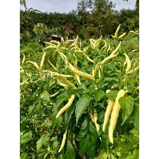 เมล็ดพันธุ์พริกเหลืองพัทลุงเเท้ 300-400 เมล็ด39 บาท โปรซื้อ 5 แถม 3 ซอง