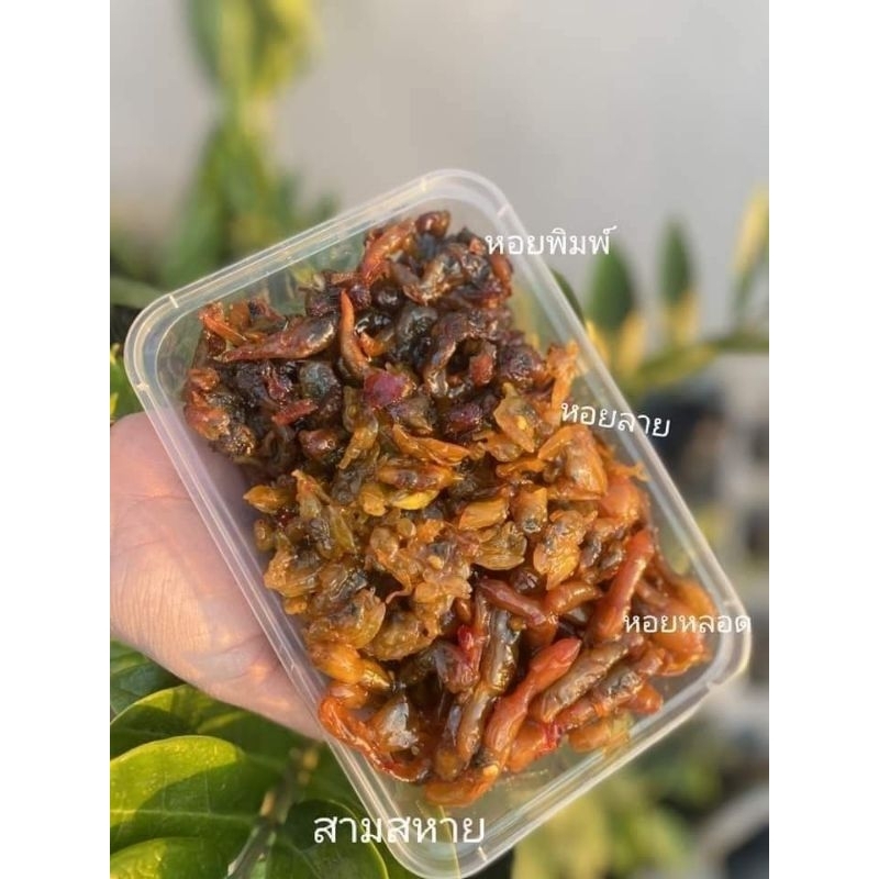 หอยทรงเครื่อง หอยหลอด หอยพิมพ์ หอยลาย สดใหม่พร้อมทาน