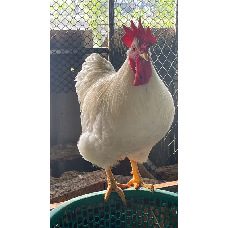 ลดราคา ไข่เชื้อ โร๊ดไอแลนด์ ขาว