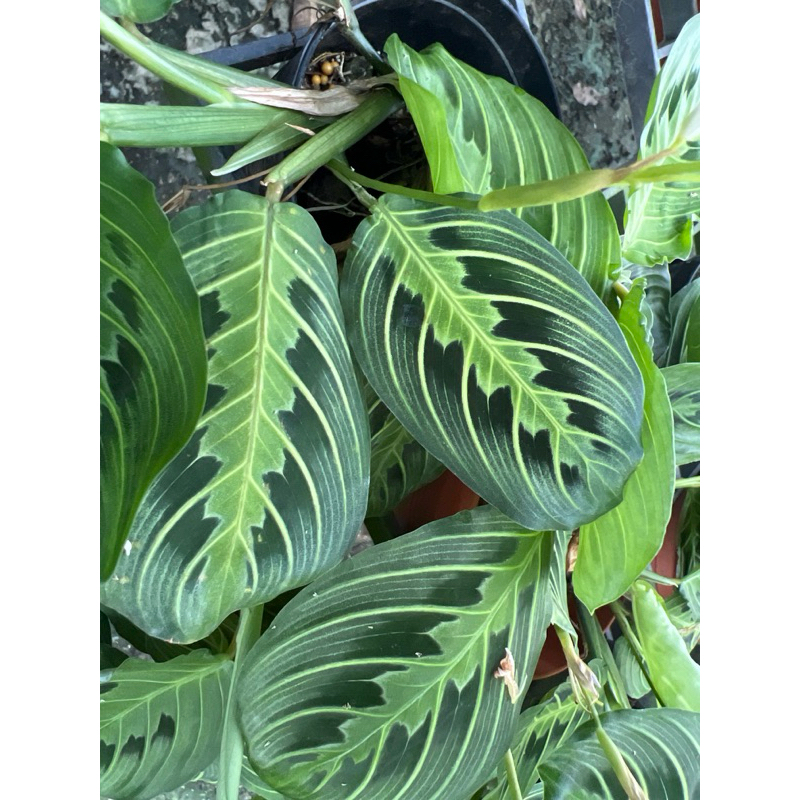 คล้ามารันต้าเลมอนไลม์ Maranta lemon lime กระถาง 4นิ้ว