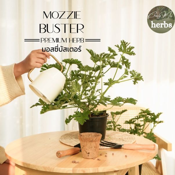 H28 มอสซี่ บัสเตอร์ ต้นไม้กันยุง (Mozzie Buster) ส่งแบบ กระถางดำ 6 นิ้ว / สูง 15-30 cm. / สมุนไพรฝรั่ง ป้องกันยุงได้
