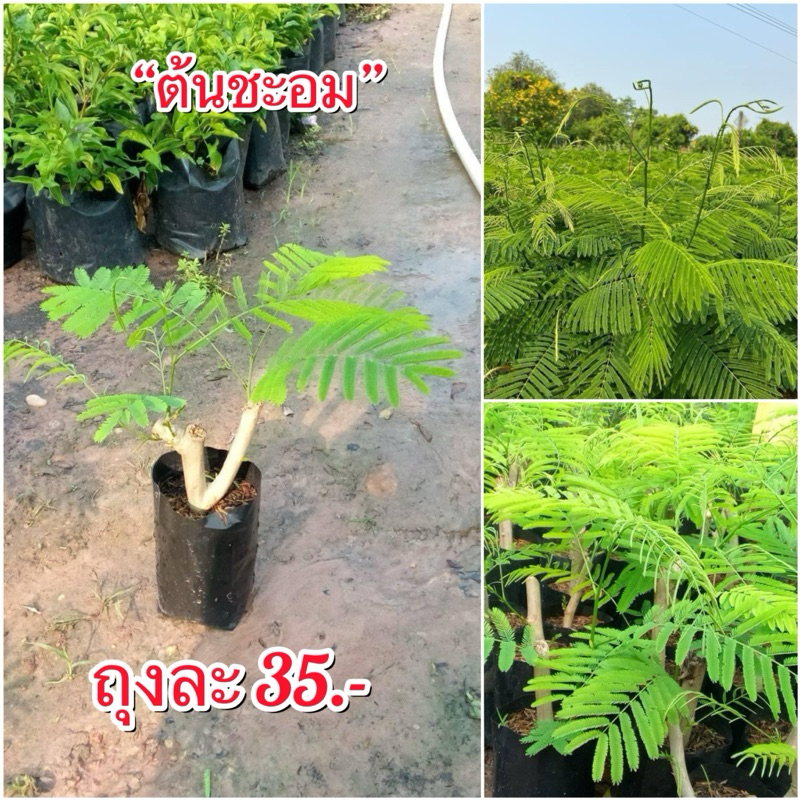 “ต้นชะอม” (กิ่งชำ) ถุงละ 35.- พร้อมส่ง