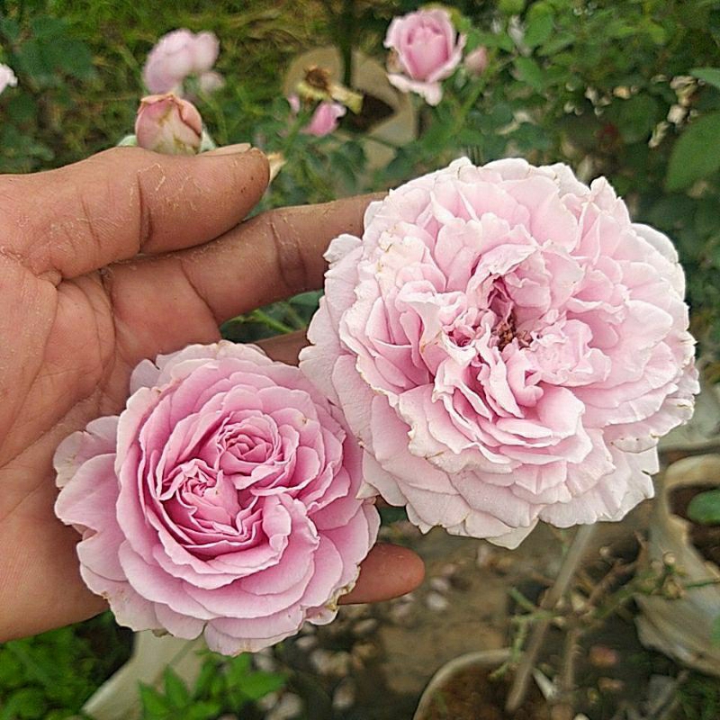 กุหลาบ Charm rose  ทรงพุ่มหอมแรงๆ