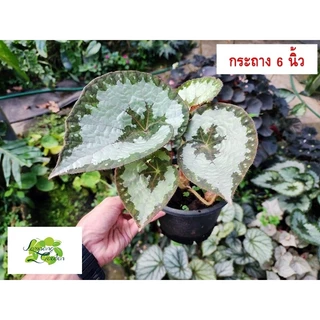 👑ต้นบีโกเนีย Begonia Silver Queen กระถาง4และ6 นิ้ว ไม้กระถาง แต่งสวน👑