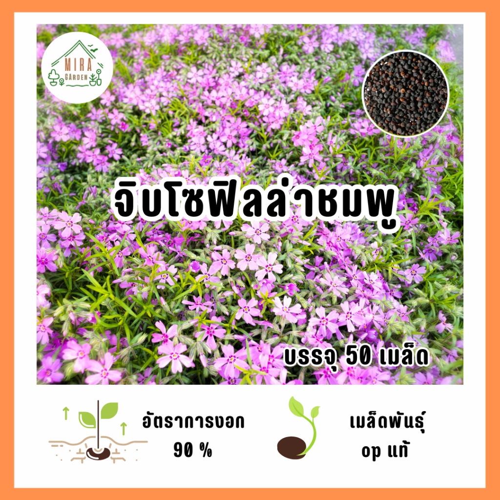 เมล็ดพันธุ์ ดอกจิบโซฟิลล่า(ชมพุ) บรรจุ 50 เมล็ด