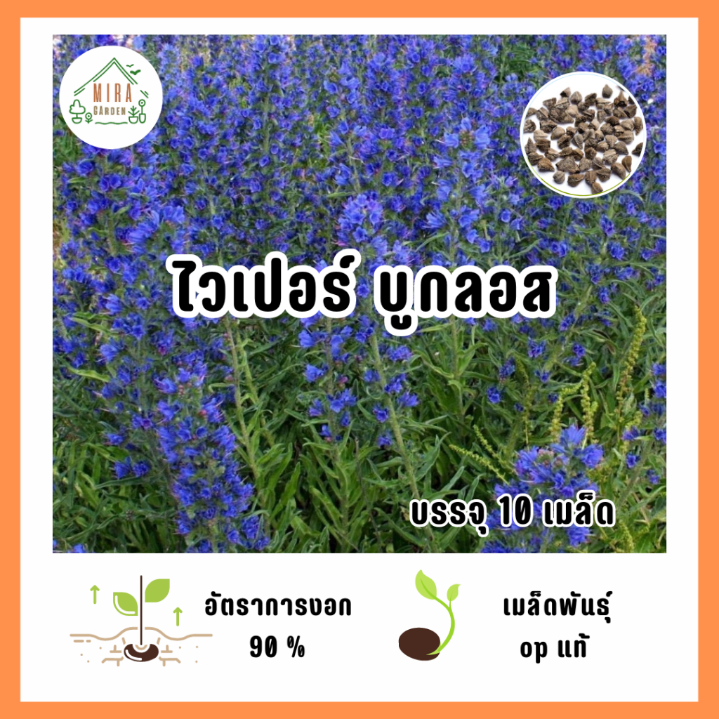 เมล็ดพันธุ์ ดอกไวเปอร์ บูกลอส บรรจุ 10 เมล็ด