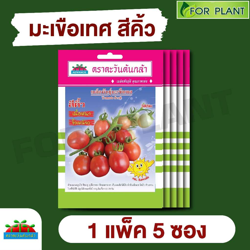 เมลล็ดพันธุ์ ผักซอง ตะวันต้นกล้า SP88 มะเขือเทศ สีคิ้ว บรรจุแพ็คละ 5 ซอง ราคา 38 บาท