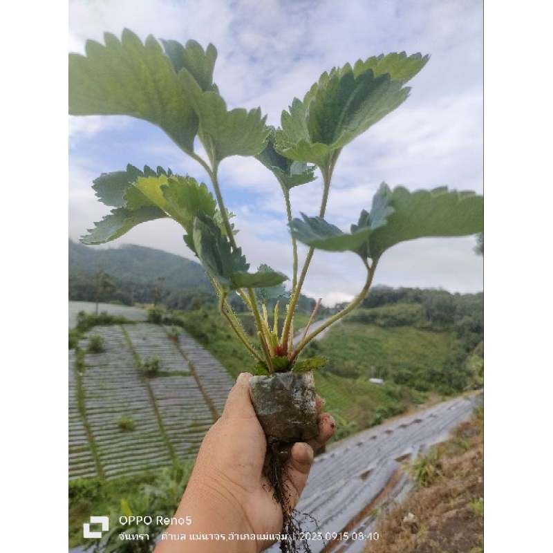 ต้นกล้าสตรอเบอร์รี่ พันธุ์ 80 ชุด 12 ต้น