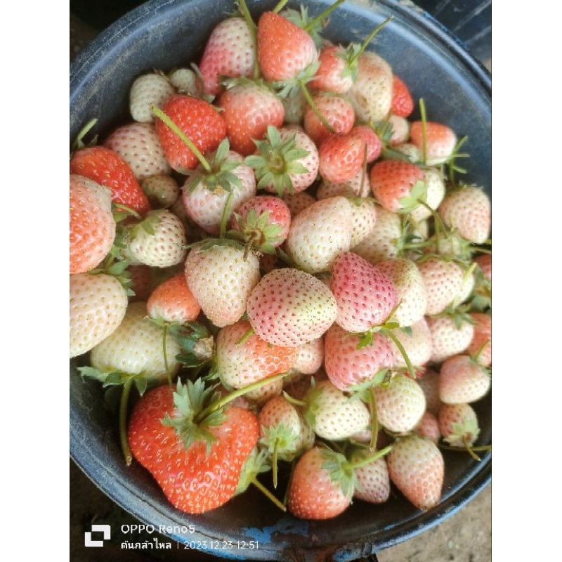 ต้นกล้าสตรอเบอร์รี่ พันธุ์ 80 ชุด 12 ต้น