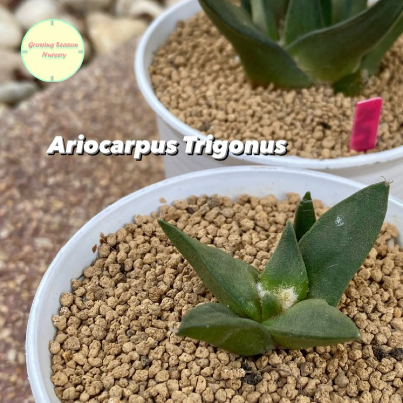 [ ARIO 1 ] อริโอคาปัส ไตรโกนัส (Ariocarpus Trigonus)  ไม้เมล็ด อริโอ แคคตัส กระบองเพชร ไม้อวบน้ำ ต้นไม้