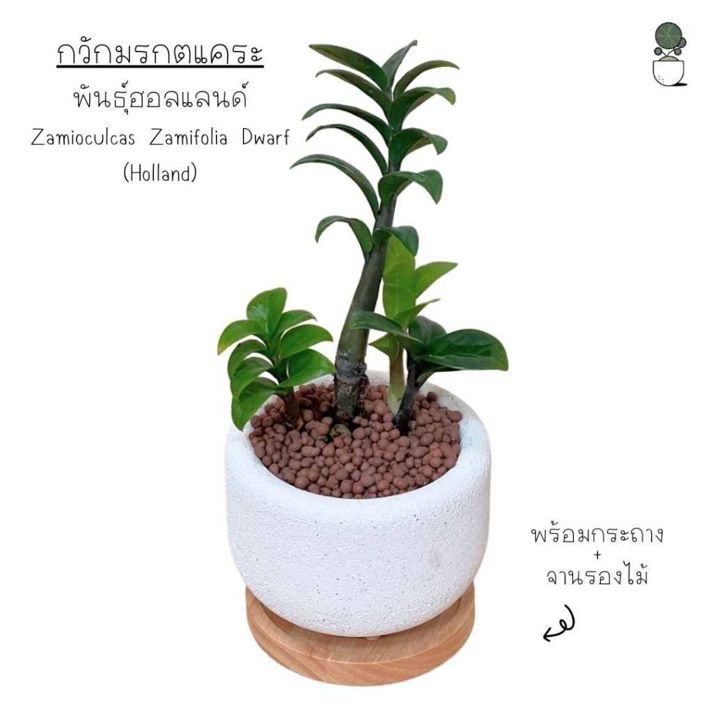 กวักมรกตแคระ พันธุ์ฮอลแลนด์ Zamioculcas Zamifolia Dwarf กวักเขียวใบแคระ ส่งทั้งกระถาง 3.5 นิ้ว กระถางอิฐมวลเบา+จานรอง