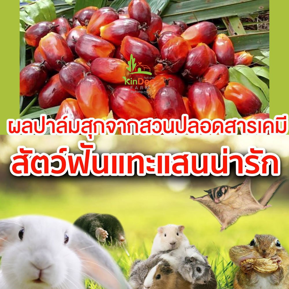 ผลปาล์มสุก เมล็ดปาล์มสด อาหารกระรอก นก หนู สัตว์ฟันแทะ จากสวนธรรมชาติ ปลอดสารเคมี