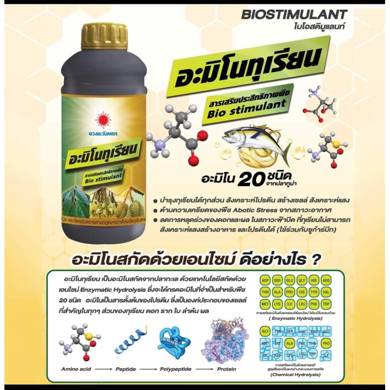 อะมิโนทุเรียนตราดวงตะวันเพชร
