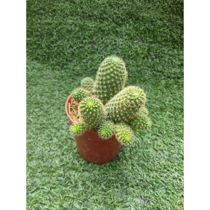 รีบูเทียเทีย fabrisii ฟอร์มกอ [Rebutia fabrisii]ไม้ในกระถาง1นิ้วครึ่ง