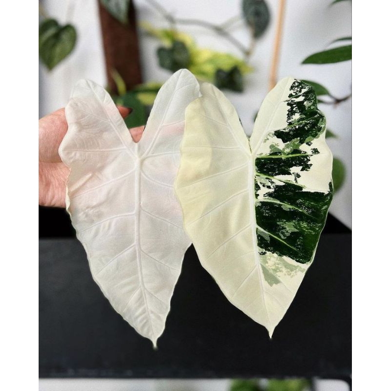 Alocasia Frydek Micholitziana Variegated หรือ Variegated Alocasia Frydekด่างขาว เป็นพืชบ้านที่หายากและสวยงาม