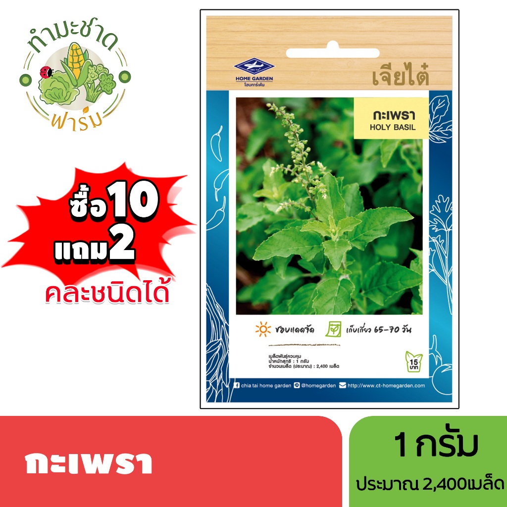 เจียไต๋ (ซื้อ10แถม2) เมล็ดพันธุ์ กะเพรา ขนาด1กรัม ประมาณ2,400เมล็ด Holy Basil  กะเพรา เมล็ดพันธุ์พืช เมล็ดผัก ปลูกผักสวน